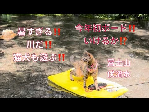 暑すぎて川遊び‼️今年初の激流渡りにボード‼️透明度半端ない‼️#川遊び#ボード#富士山