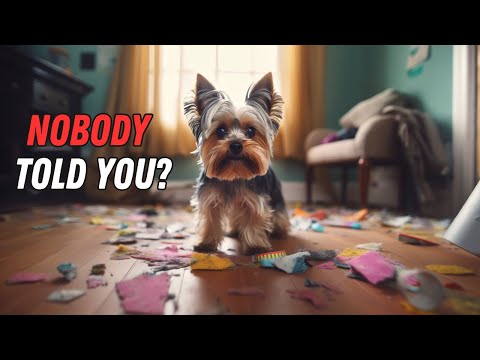 8 Things NO ONE tells you about owning a Yorkie