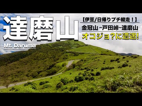 【達磨山】まさかのオコジョ？に遭遇！雨上がりの伊豆「金冠山〜達磨山」をプチ縦走！絶景に出会える！お気楽日帰り登山。