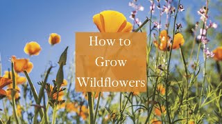 HOW TO GROW WILDFLOWERS