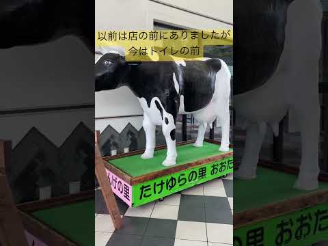 移動した牛🐮🐮🐄