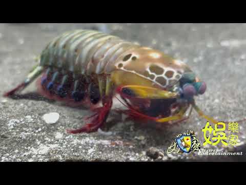 Day 4 學長的神奇水族箱之可愛的雀尾螳螂蝦🦐 皮皮蝦🦐 蝦蛄🦐Peacock Mantis shrimp 海地生物殺手 自帶慶記的殺手🥷#OriginMedia2030 #原創傳媒株式會社2030