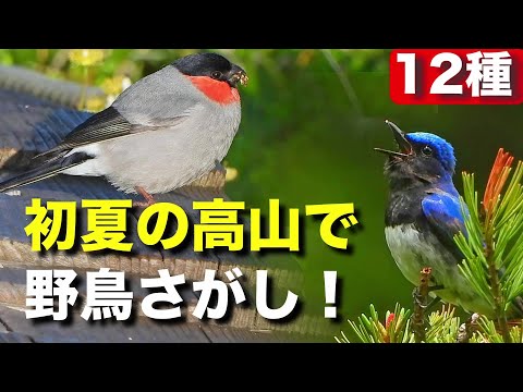 登山道にて可愛い野鳥たちを観察してみよう！