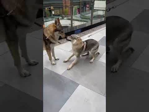 #wolfdog daughter recalled her father after a long time separation #wolf