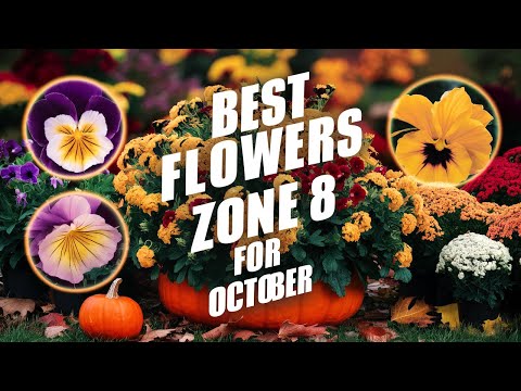 Best Flowers to Plant in October for a Colorful Zone 8 Fall Garden