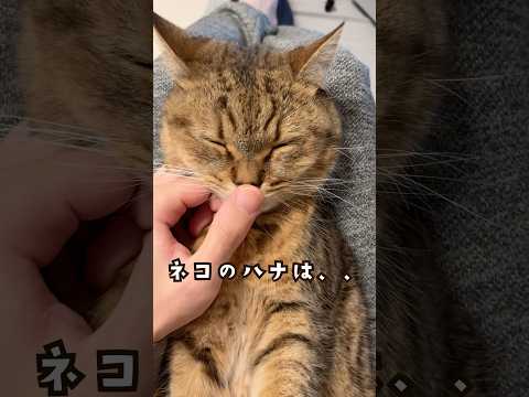 『あなたは猫の鼻を連打した事ありますか？』 #shorts