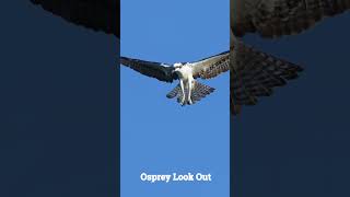 Osprey Lookout #ospreys  #birdsofprey #birds #naturelovers