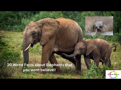 20 Weird Facts About Elephants That Will Surprise You! #facts #weirdanimals #elephant #mystery