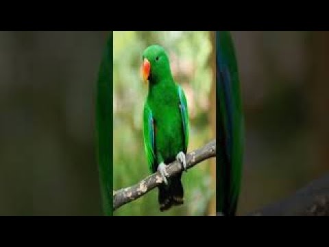 Parrot Flying in Circle #Shorts- Parrot Flying video