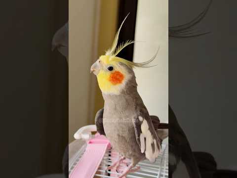 Adorable Cockatiel Larry's Cute Singing Adventure 😉🥰 🦜 #cockatielscraze