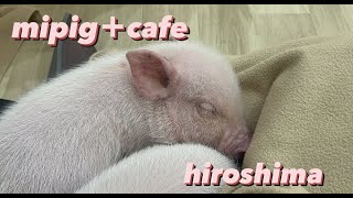 【広島】マイクロブタカフェmipig +cafeさんに行ってきた！