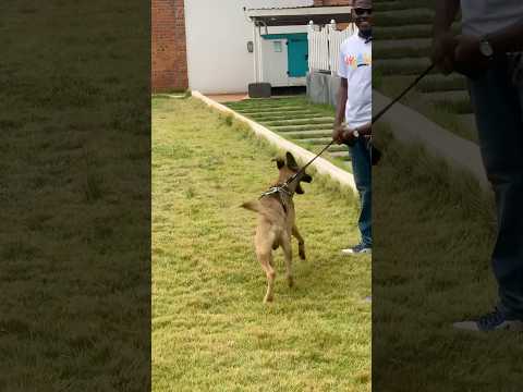 Belgian Malinois spotted #belgianmalinois #dog #shorts