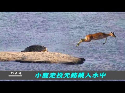 小鹿走投无路跳入水中！鳄鱼紧随其后穷追不舍，小鹿能鳄口逃生吗