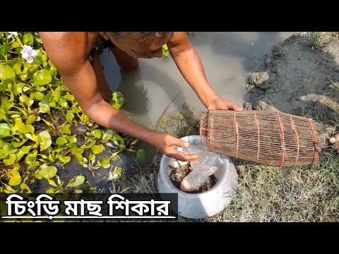 দুয়ারি দিয়ে কাকা চিংড়ি মাছ ধরতেছে  | Shrimp fish catching | #shrimpfishing #hook_fishing #fishtrap