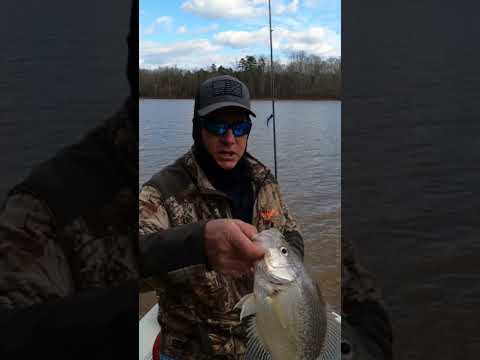 Catching Big Crappie on Kerr Lake in February