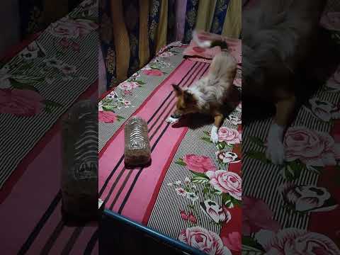 My pet #song #view #love #viralvideo #