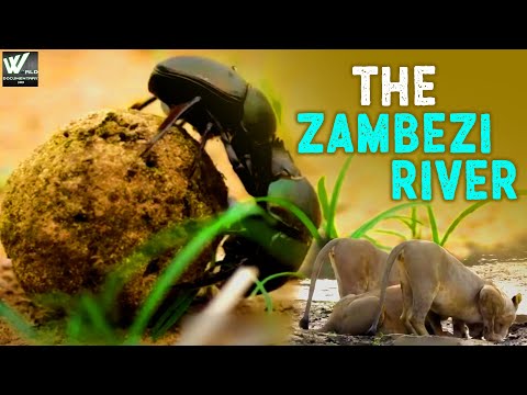 जाम्बेजी नदी - The Zambezi River: Mozambique's Force of Life | World Documentary HD