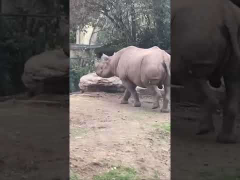 zoofrankfurt,#nashorn#wildlife#tierfotografie#zooanimals#animalphotography#frankfurtammain