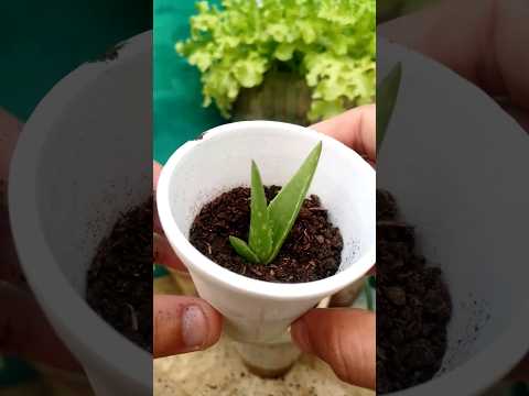 HOW TO REPOT CUTE BABY ALOE VERA #aloeveraforever #viralshort #aloevera