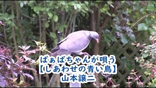 ばぁばちゃんが唄う【しあわせの青い鳥】山本譲二 cover ＜歌詞入り＞