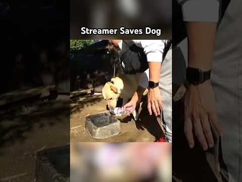 STREAMER SAVES CHAINED UP DOG!