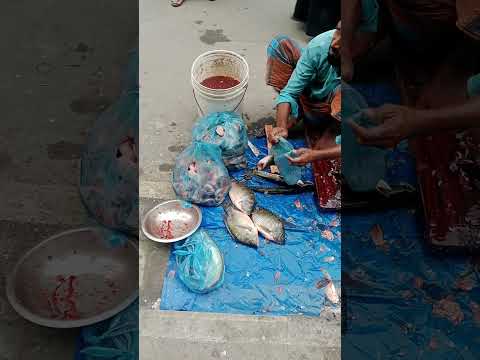 Amazing Cutting Skills | Giant Fish Cutting Skills By Expert Fish Cutter