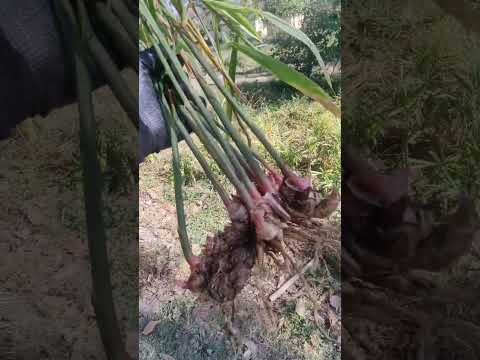 pink Ginger harvest 😍 #shorts #ginger #farming