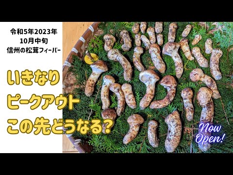 来たぞ松茸のビッグウェーブ！今年も順調？？　令和5年2023年10月18日