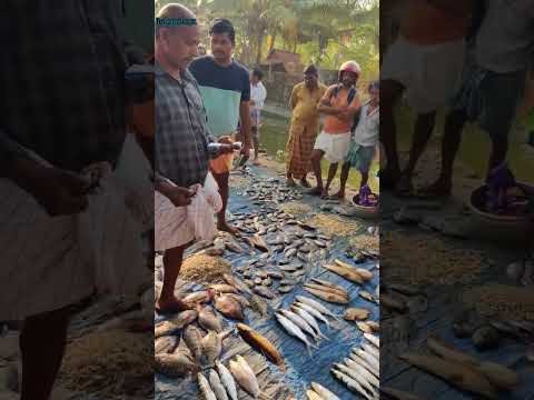 fish sale 🐟🐟 || ഞങ്ങളുടെ നാട്ടിലെ ചെറിയ ലേലം #fish sale #shortsvideo  #fishingvideo #fishinglife