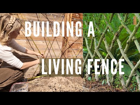 LIVING FENCE DIY green screen from crosshatched willows!