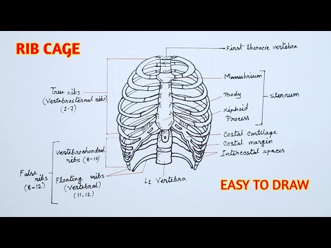 Discover Easy Techniques for Drawing Thoracic Cage | Simple Rib Steps