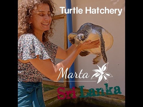 Turtle Hatchery - Baby turtles in Sri Lanka