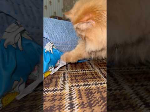 Kitty Tries to Pick Up a Ball – Cutest Struggle Ever! 🐱💕