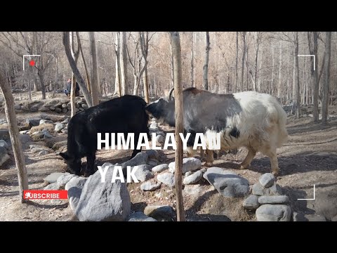 The Himalayan Yak Crossing || Yak: Mountain King