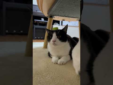 ペットボトルキャップ チャレンジ