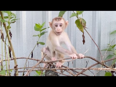 Little Cute Baby Boy To Playing Outside Look Is Very Happy