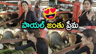 పాయల్ జంతు ప్రేమ | payal rajput feeding the animals | #safetheanimals| Silver Screen