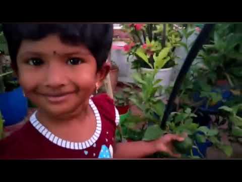 Roof garden tour/Enga veetu Maadithottam/ Terrace garden and plants