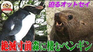 【絶滅寸前】森に棲む幻のペンギンを追う！オットセイに突撃された理由とは…？【どうぶつ奇想天外／WAKUWAKU】