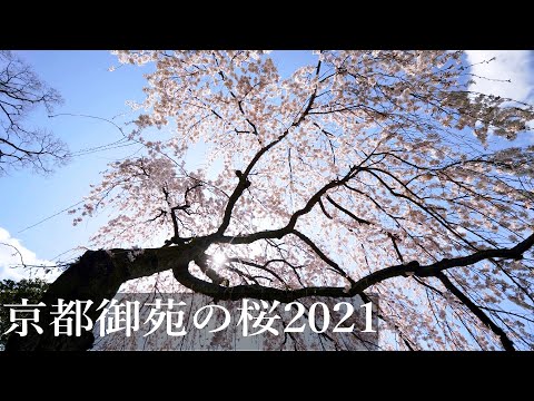 京都御苑の桜2021 Cherry blossoms