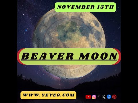 Beaver Moon 2024