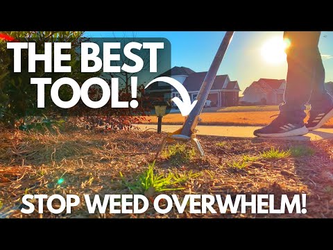 Bye-Bye Weeds: The Best Weeding Tool Revealed!