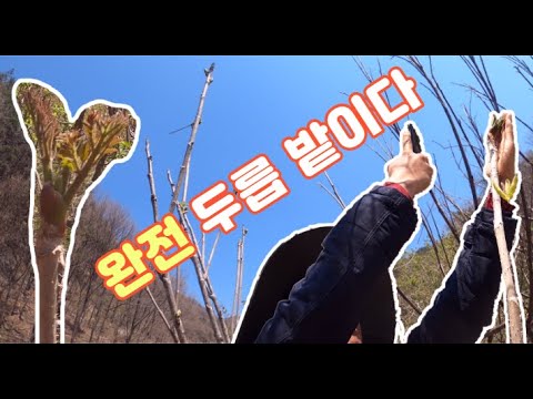 #34 [귀촌 브이로그] 여기 두릅 밭이다~ 내년을 노린다!