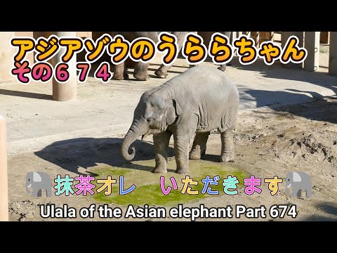 アジアゾウのうららちゃん（６７４）🐘抹茶オレ　いただきます🐘（東山動植物園）Ulala of the Asian elephant Part 674