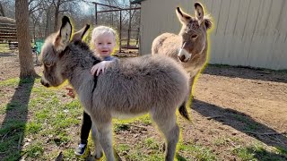 Little Donkeys Are Moving Out!