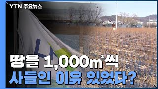 "1,000㎡ 지분 쪼갠 이유는 아파트 입주권 때문" / YTN