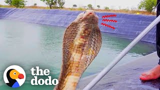 Guy Risks His Own Life To Save 3 Trapped Snakes | The Dodo