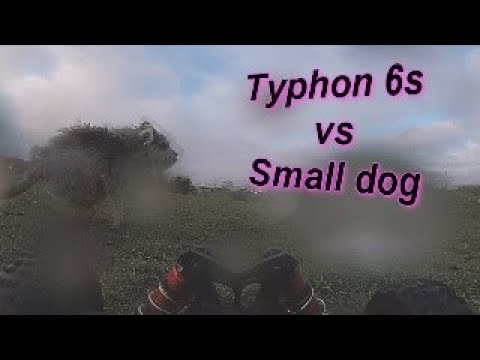 Typhon 6s v5 (stock)  Gets chased by small dog.