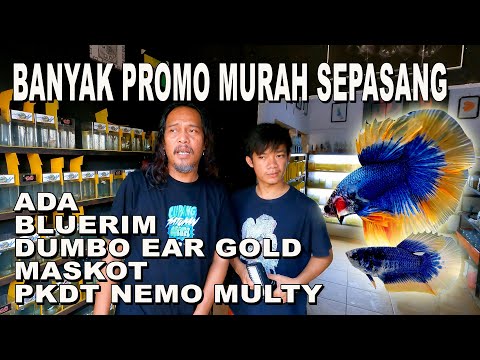 BANYAK PROMO IKAN CUPANG DI BANG AUNG