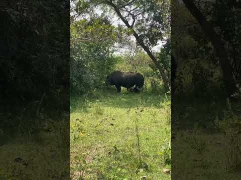 Exploring the Ziwa #WildlifeEncounter #NatureConnection #MajesticRhinos #PreservingBiodiversity